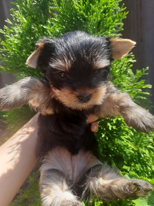 Ухтышки Одесские