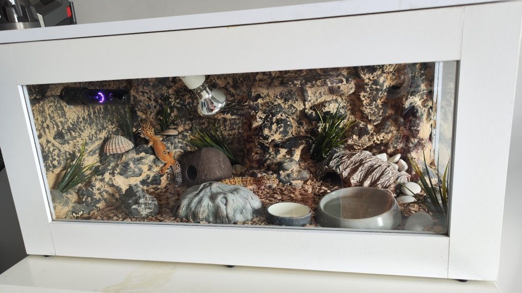 Sprzedam Terrarium 80x40x40cm wraz z 2 gekonami lamparcimi