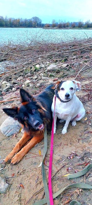 Behawiorysta psów | Szkolenie psów | Korekta psa agresywnego