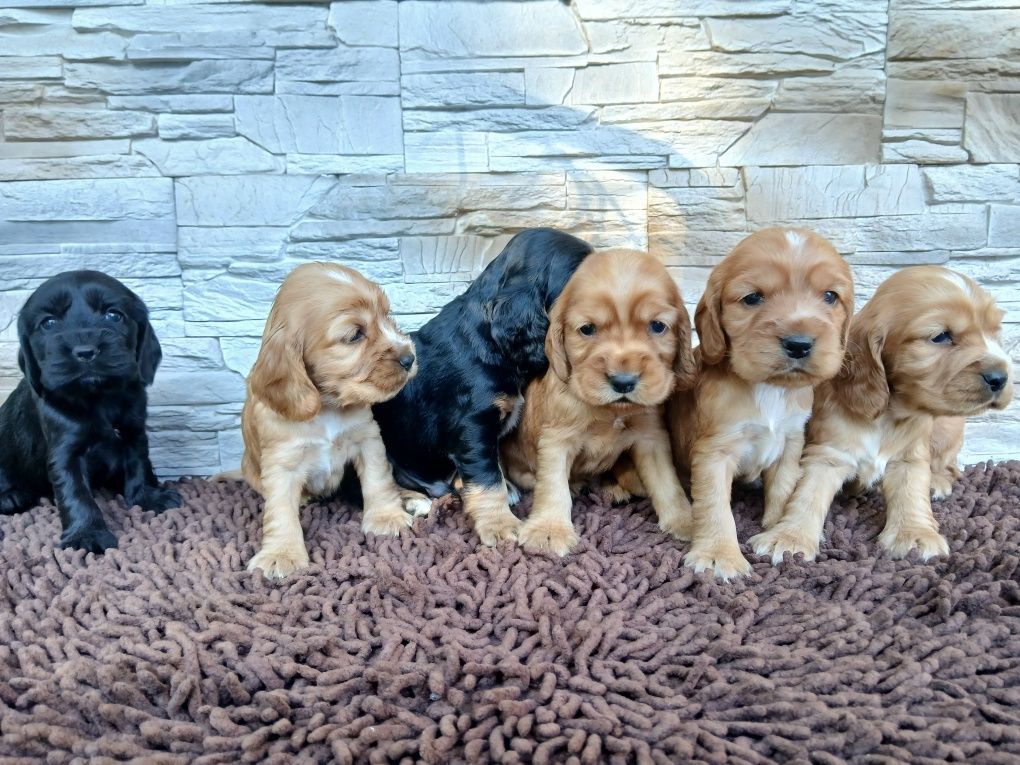 Cocker Spaniel Angielski