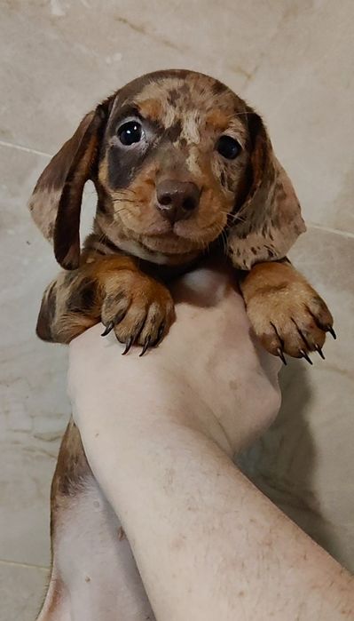 Шоколадно-мармурові цуценята кролячої / міні такси з родовідом