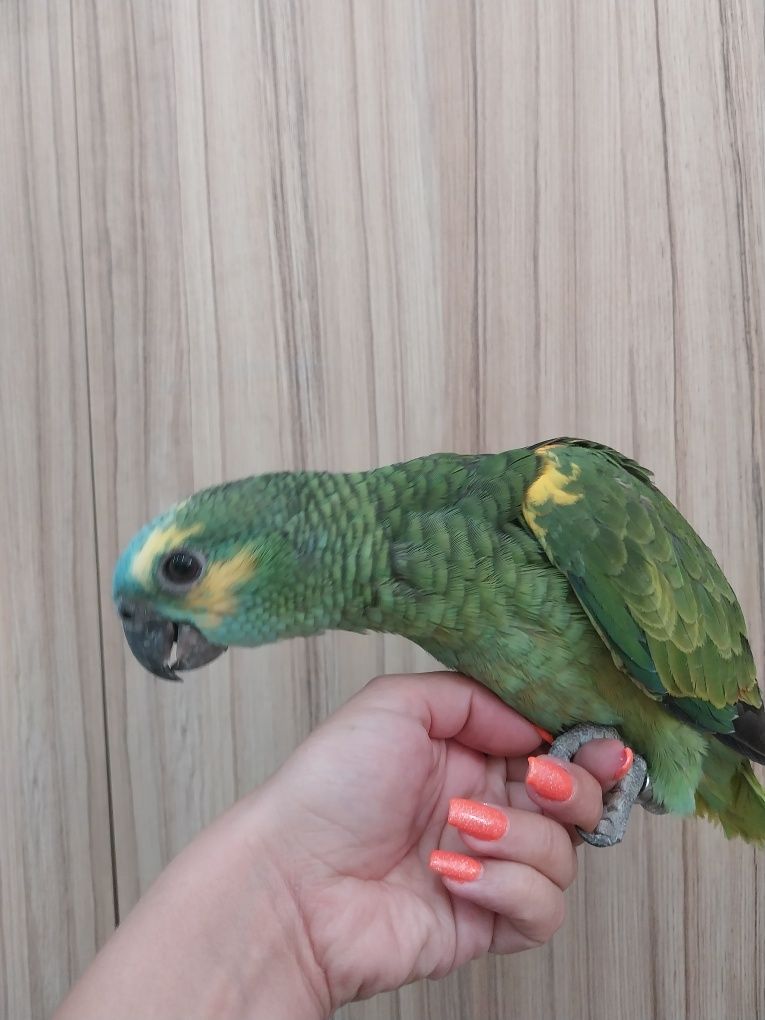 Papagaios Aestiva