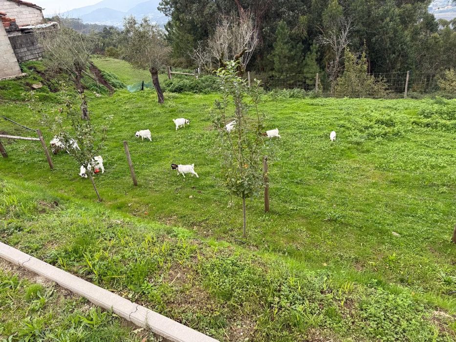 8 Cabras     anãs