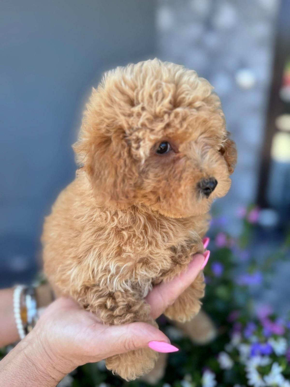 Cavapoo pudel cavalier