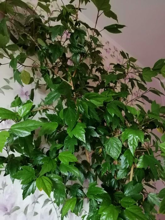 гигантское дерево гибискус китайская роза 1, 6 метра