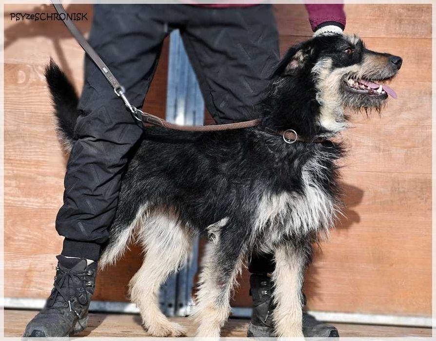 Rumcajs – radosny psiak szuka równie aktywnej rodziny