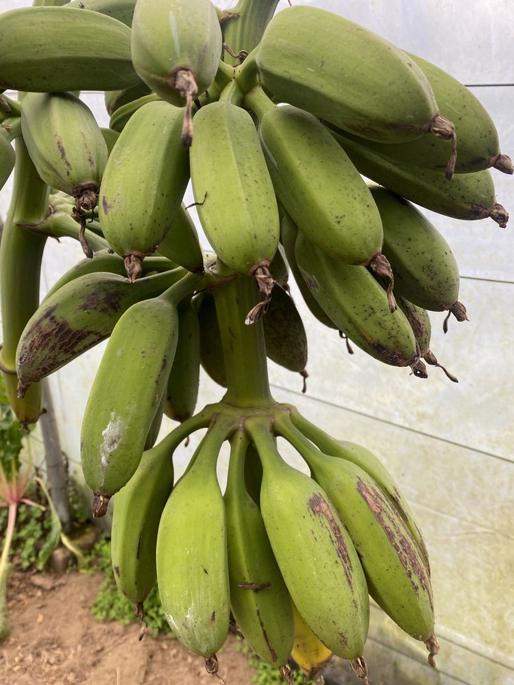Bananeiras que dão bananas em Portugal