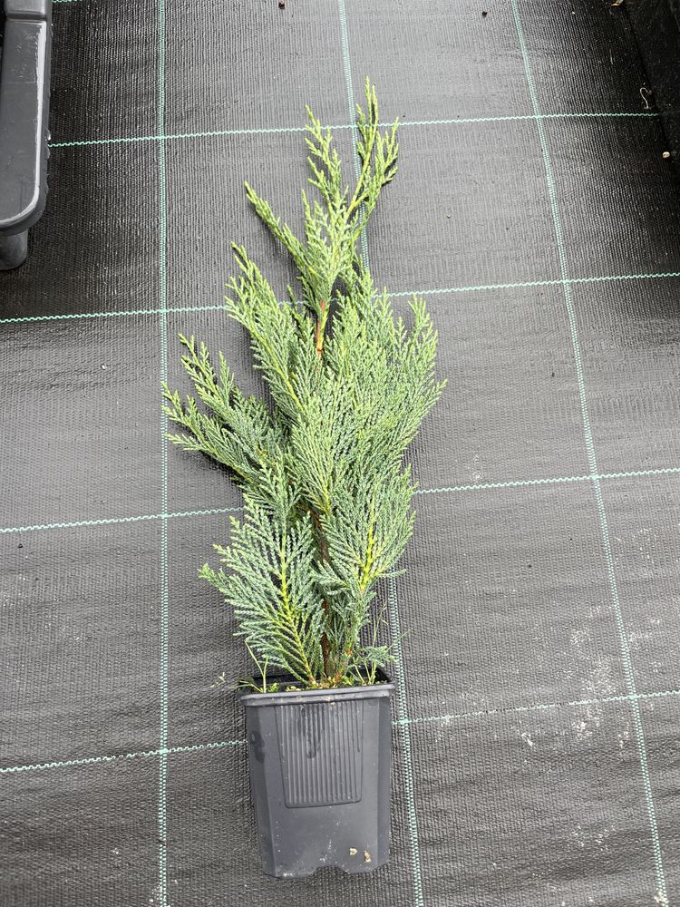 Cupressus Leylandii