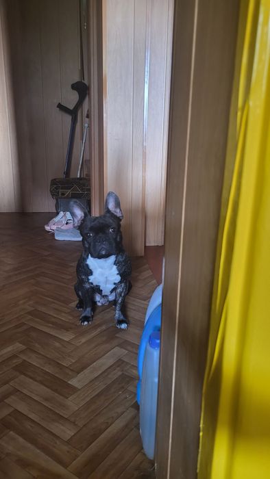 Француз шукає дівчинку