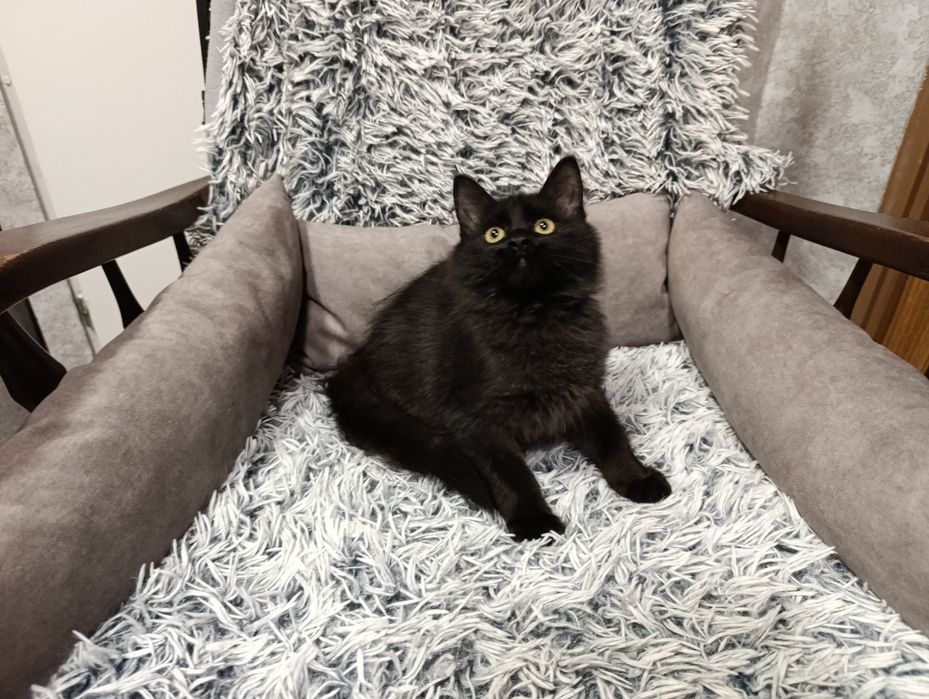 Czarny kot - kot syberyjski - czarny kocurek- rodowód