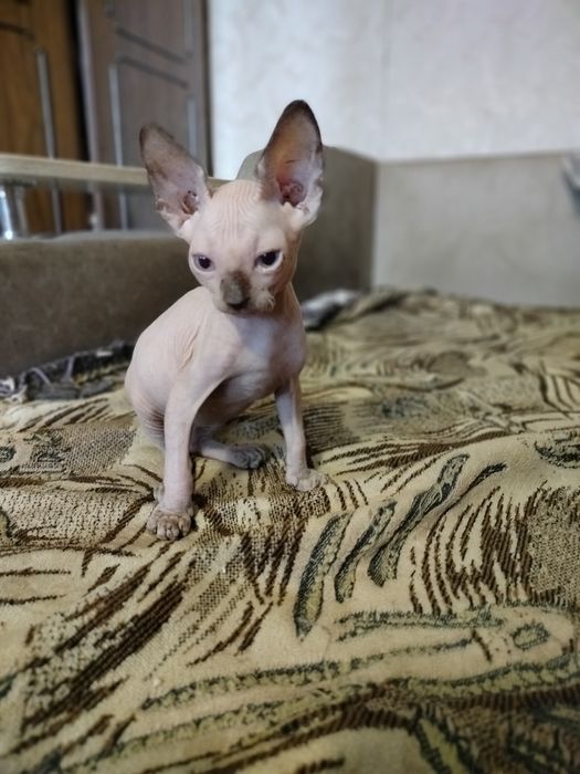 Котята канадского сфинкса