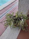 Planta Portulacaria afra forma ‘Variegata’