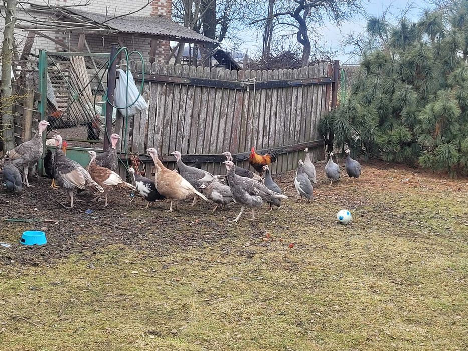 Sprzedam Indyki i Perliczki