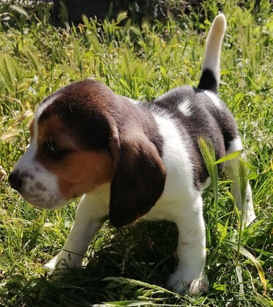 Magnífica Fêmea Beagle