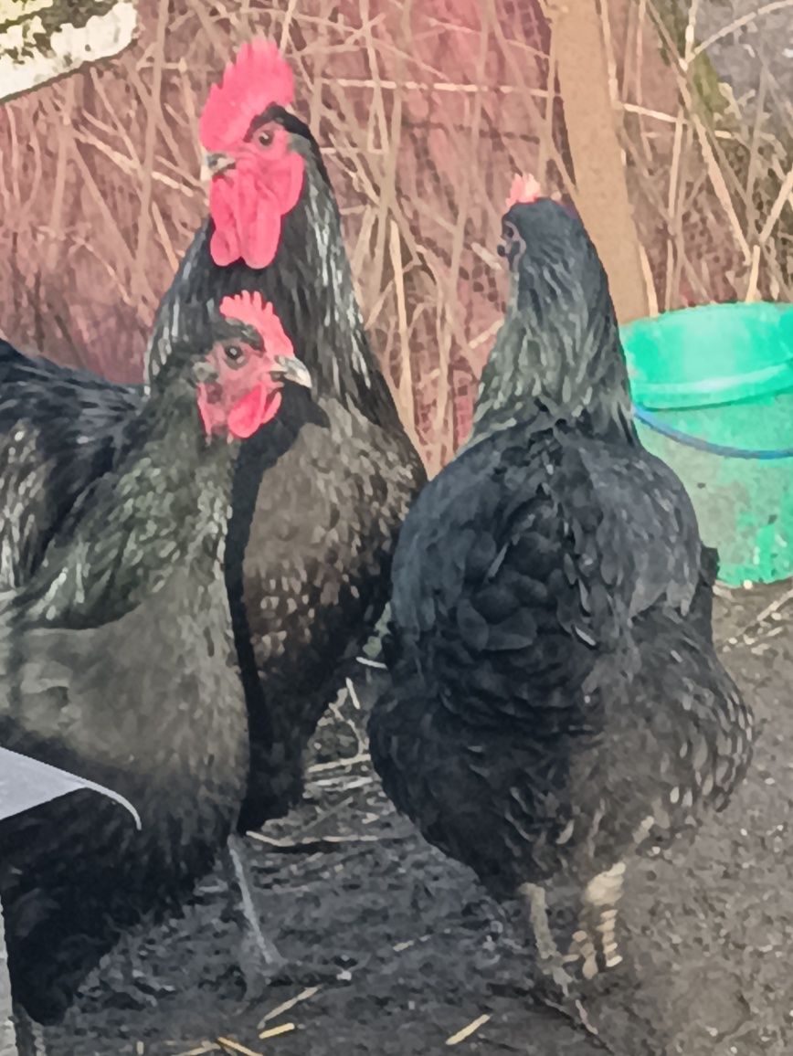 Australorp  jajka legowe