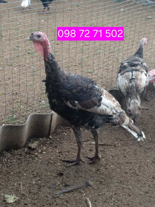 Індики продаж. Самці індики.