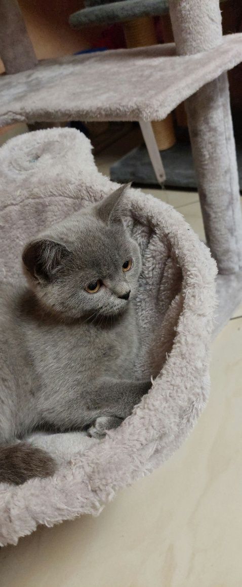 Kotek Brytyjski Niebieski I Liliowy