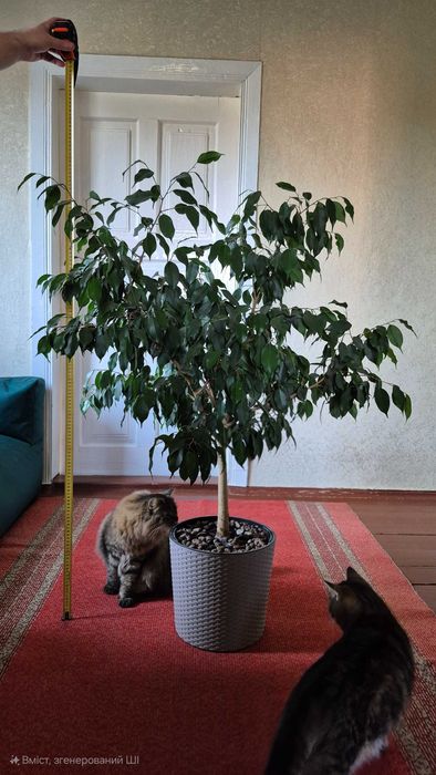 Фікус Бенджаміна. 8 років