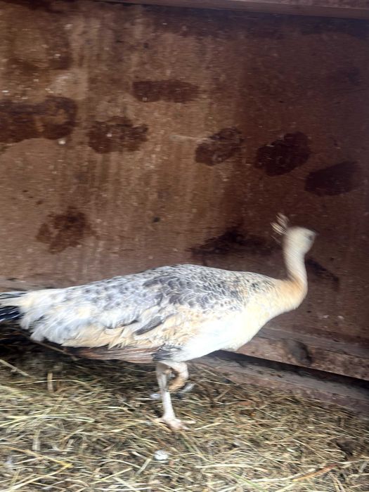 Pawie 2025 rok para czarnoskrzydłych