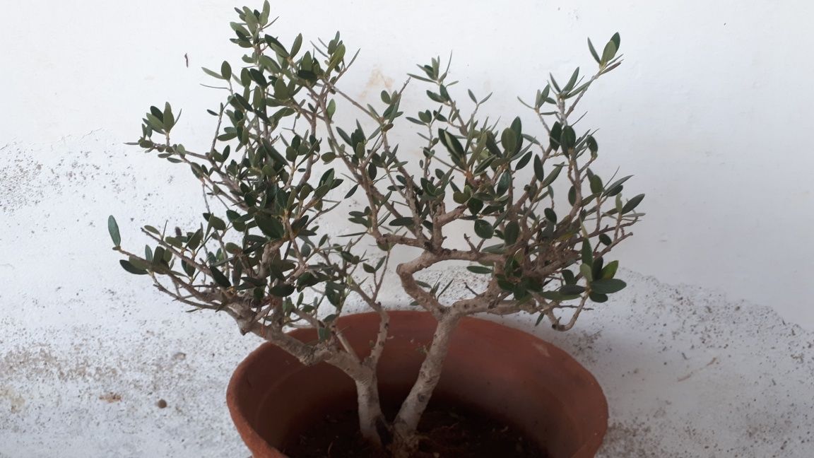 bonsai oliveira 10 anos.