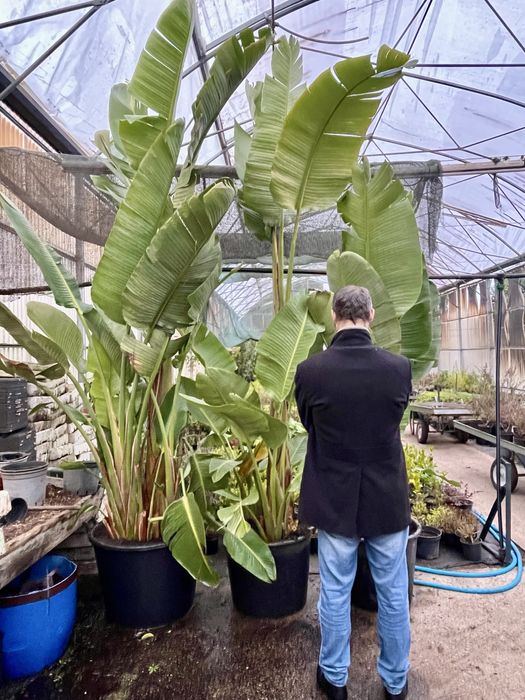Planta Gigante Estrelicia Nicolai 3,5mts altura