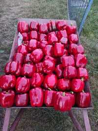 Papryka czerwona 10 kg