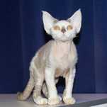 Devon Rex - roczny chłopiec