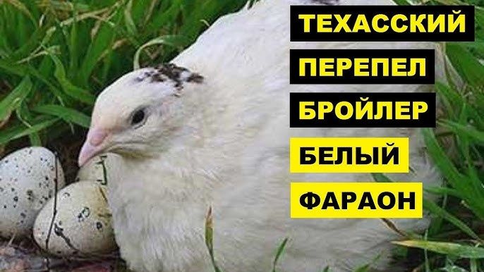 Перепел Феникс, Эстонец,Техасец , Техасец США