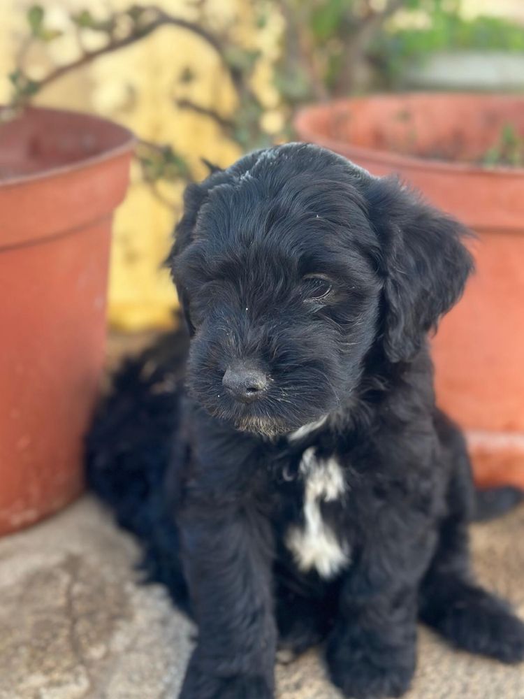 Caniche super dorcio