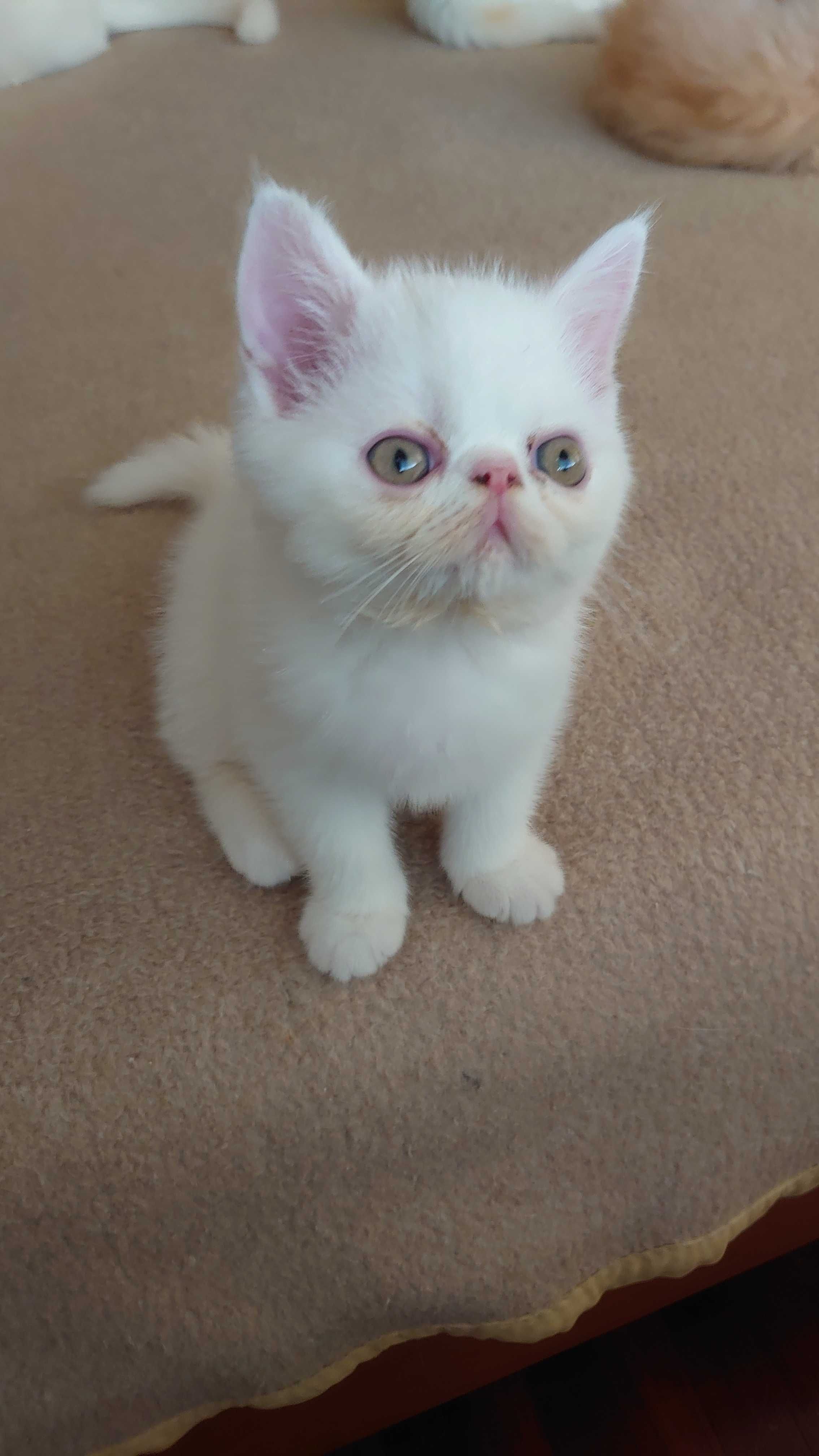 Gatinho Persa Exotico