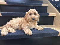 Cockapoo sunia F1