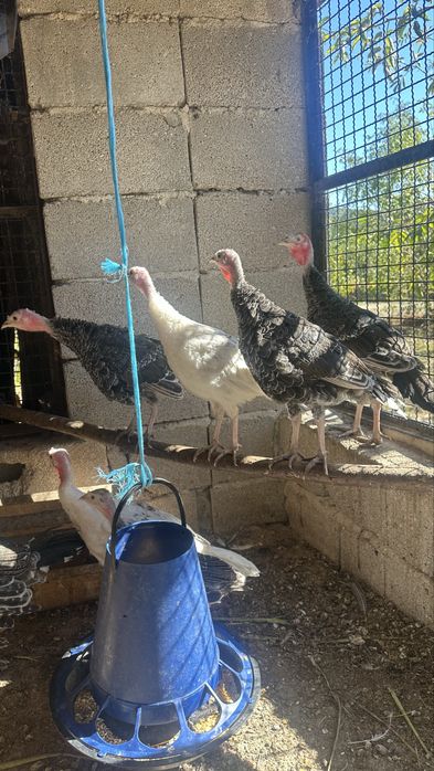 Perus para criacao