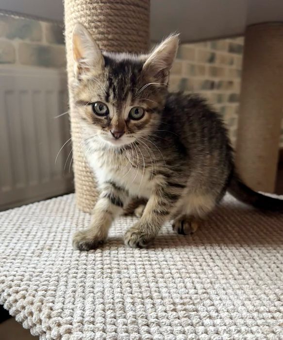 Отдам котёнка-девочку