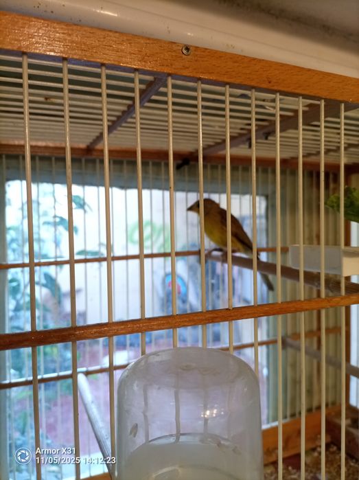 Casal Canário da terra