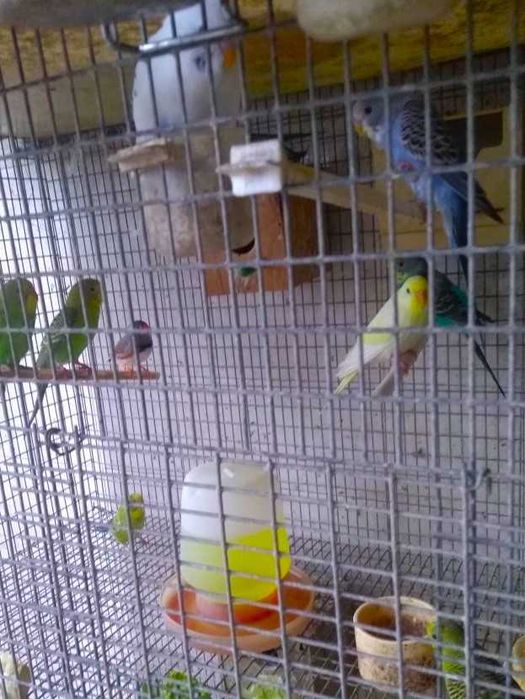 Periquitos novos criados em viveiro comunitário