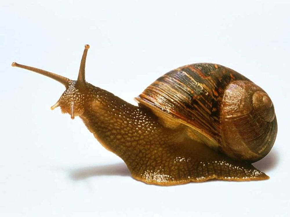 улитки helix aspersa maxima