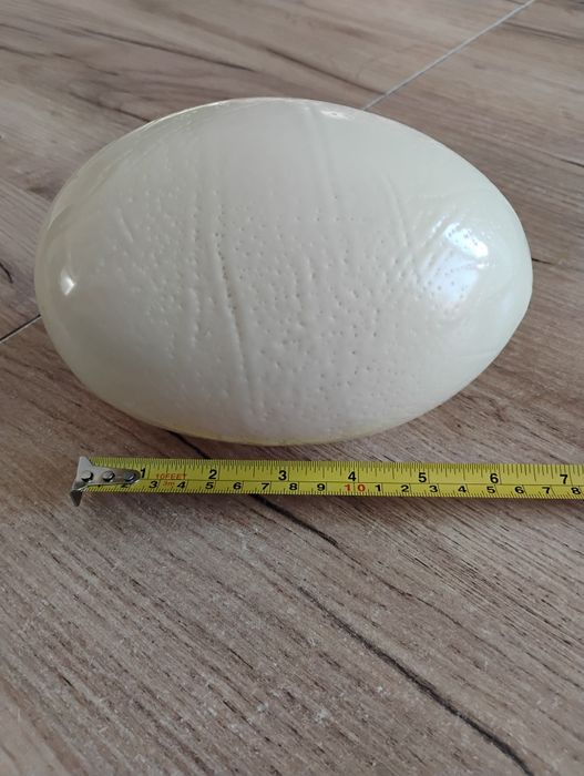 Wydmuszka jaja strusiego