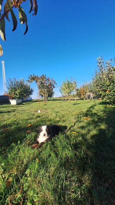 Berneński Pies Pasterski