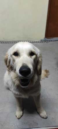 Golden Retriver procura namorado