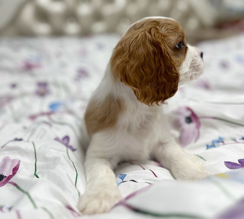 Cavalier King Charles Spaniel FCI chłopiec szczenięta
