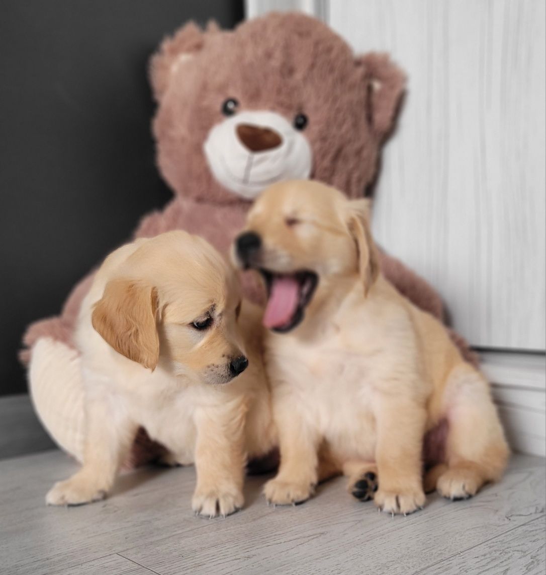 Golden Retriever Super Maluszek