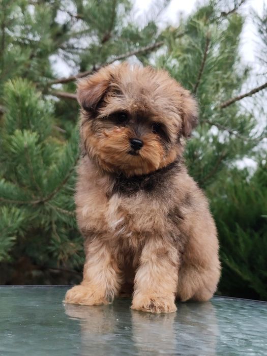 Дівчинка мальтипу