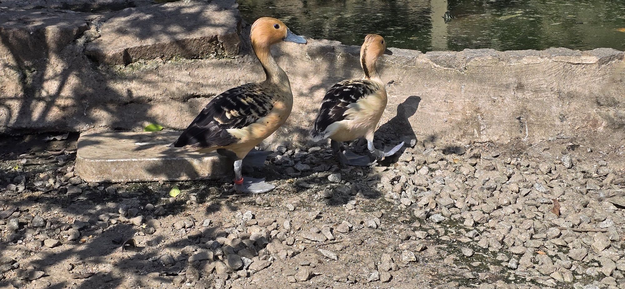 Patos Disponíveis