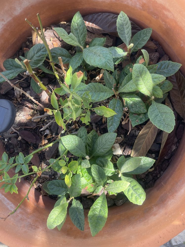 Pe de nesperas varios tamanhos