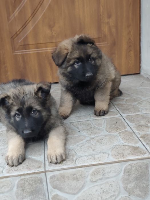 Owczarek niemiecki długowłosy piesek