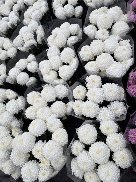 Chryzantemy grubokwiatowe drobnokwiatowe