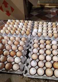 Продажа инкубационных яиц