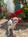 Chihuahua  femea lac  5 meses