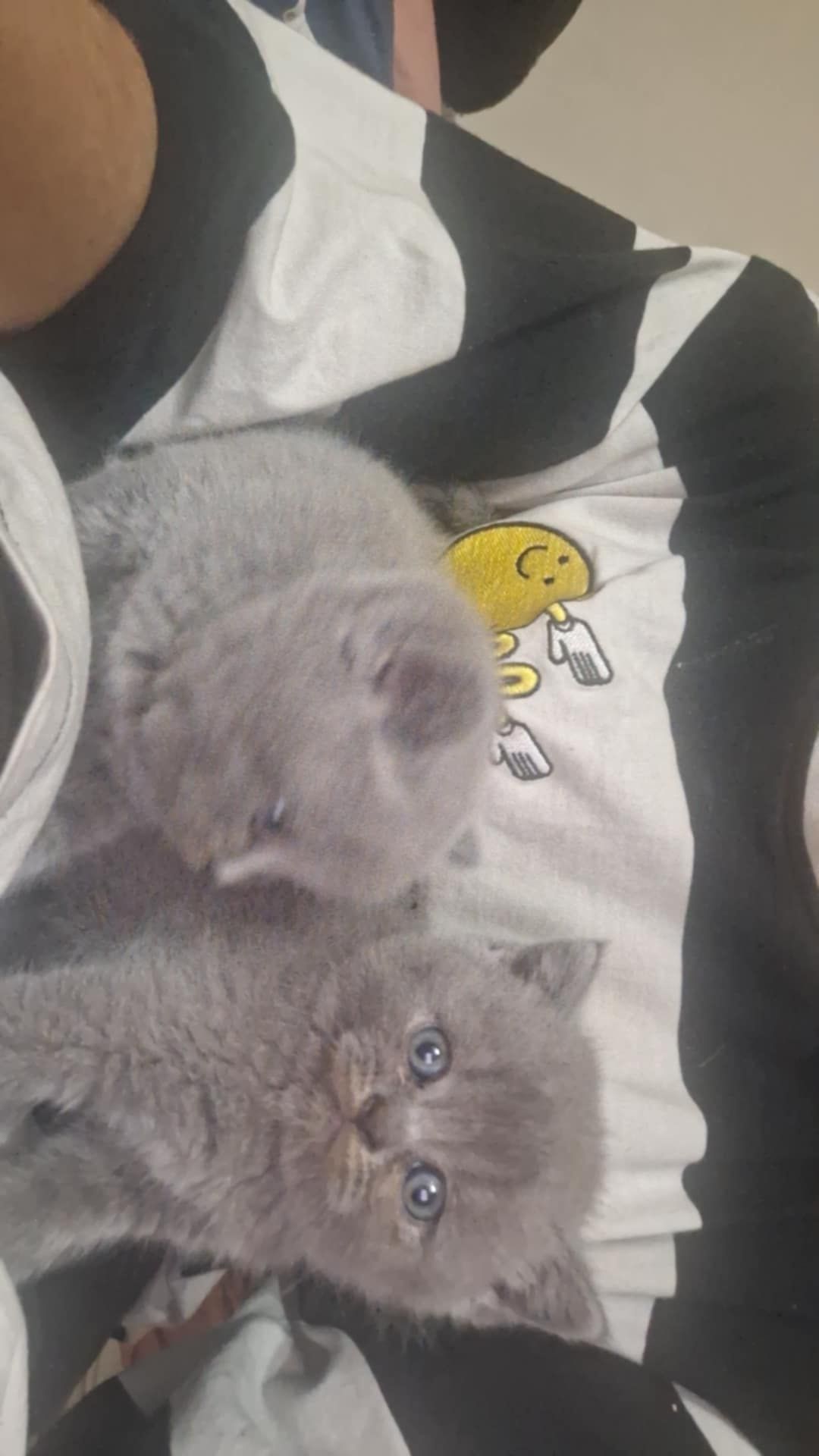 Kotek brytyjski liliowy