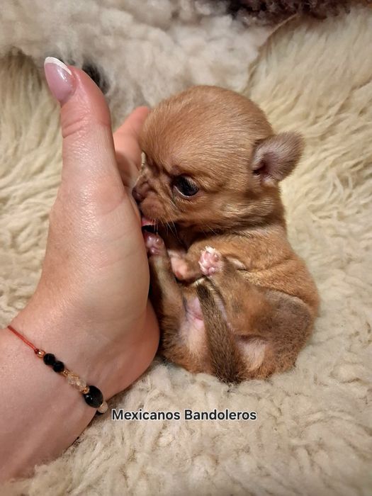 NAJPIĘKNIEJSZA MINI Królewna chihuahua. Cudna sunia !